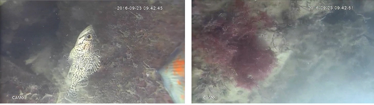 150m Deep Water Marine Ranching Monitoring16x 1080P HD Towed Underwater Camera